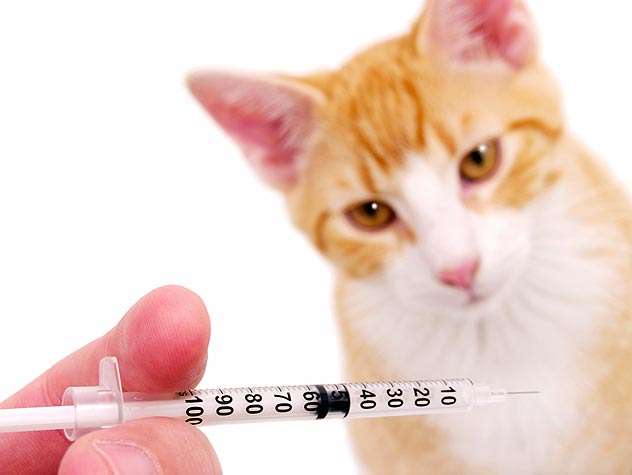 What vaccines do indoor cats need