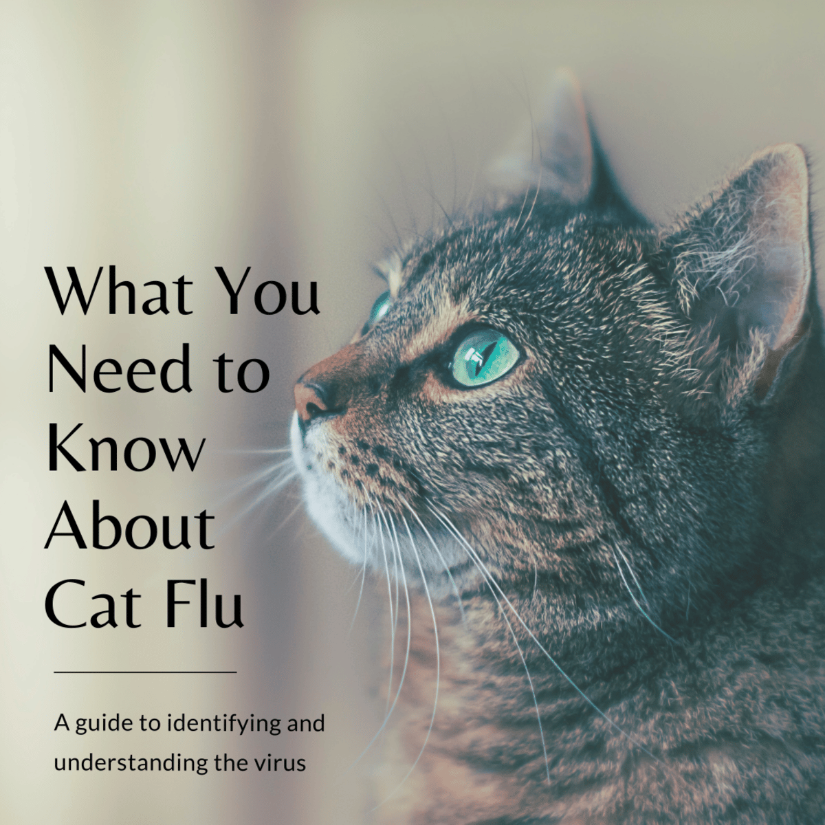 What You and Your Cat Need to Know About Cat Flu