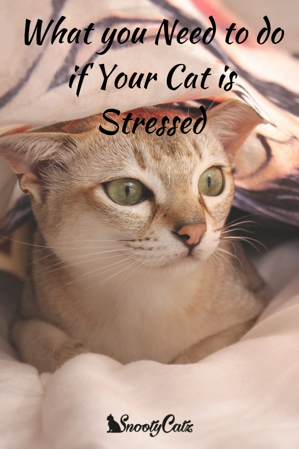 What you Need to do if Your Cat is Stressed