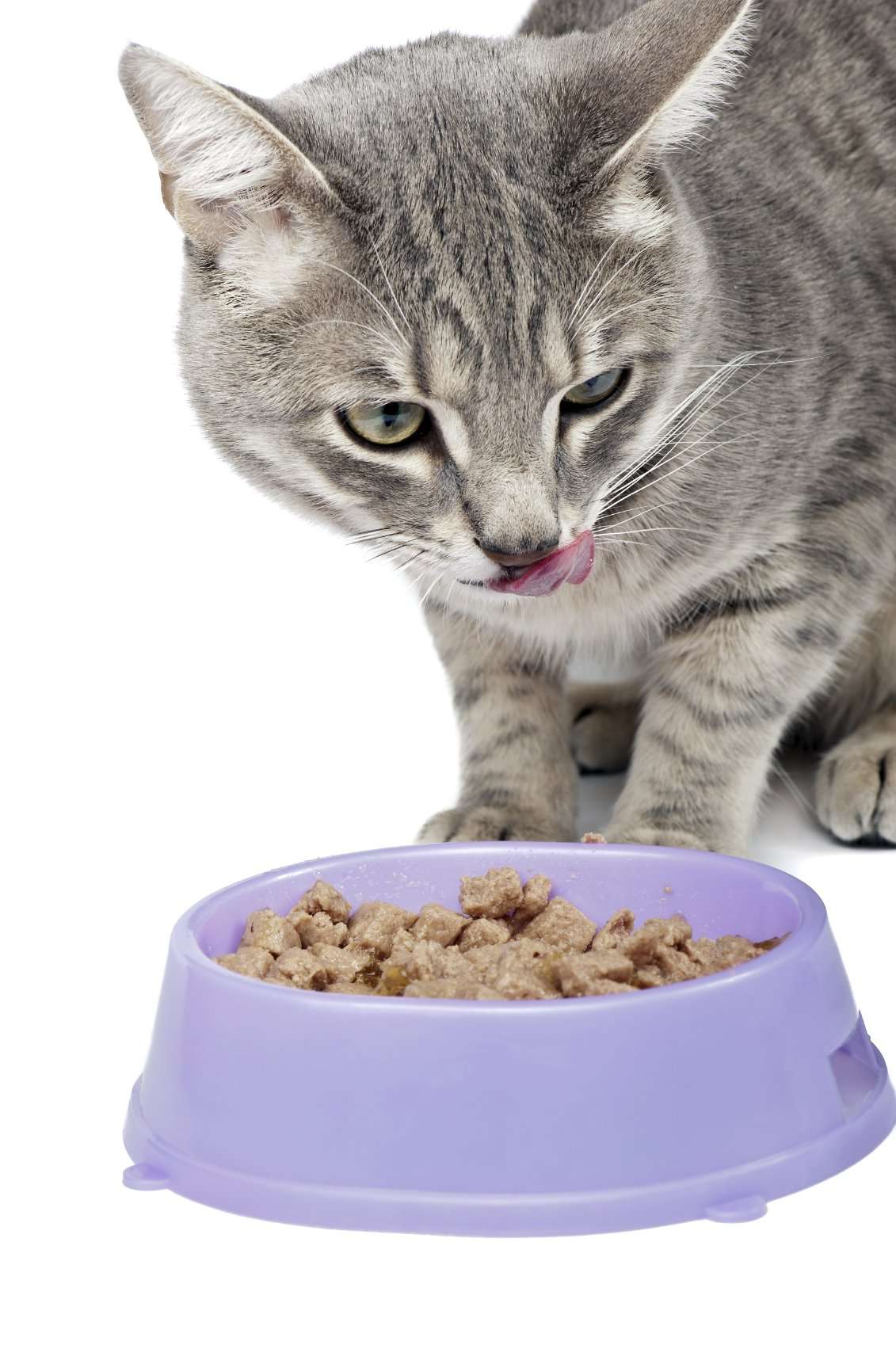 Whatâs the Best Food to Feed Your Cats?