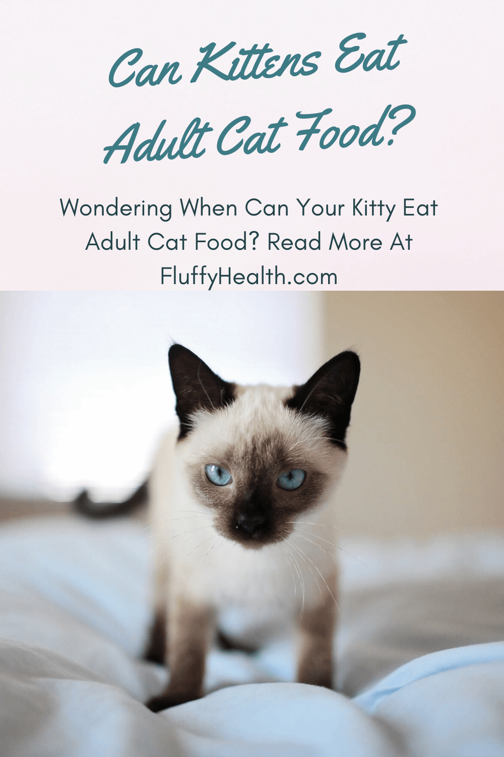 When Can Kittens Eat Adult Cat Food?