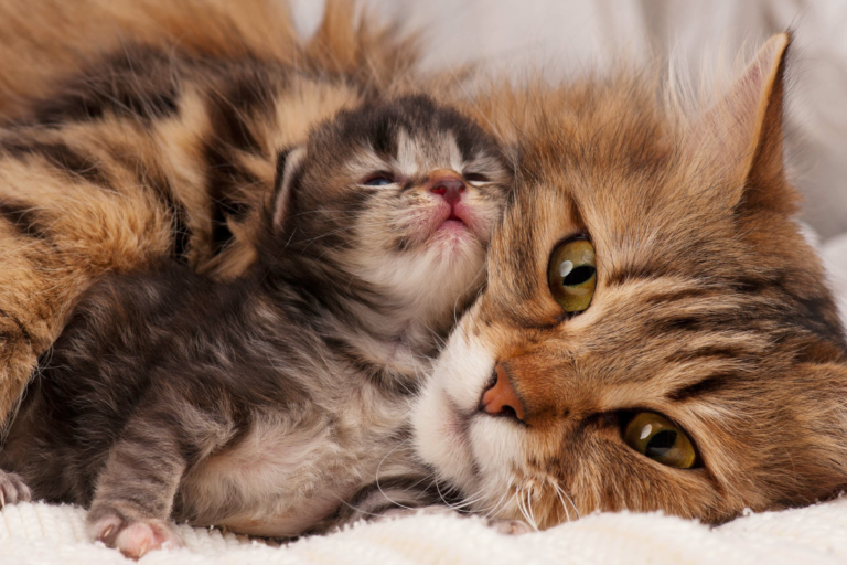 When Can Kittens Leave Their Mom