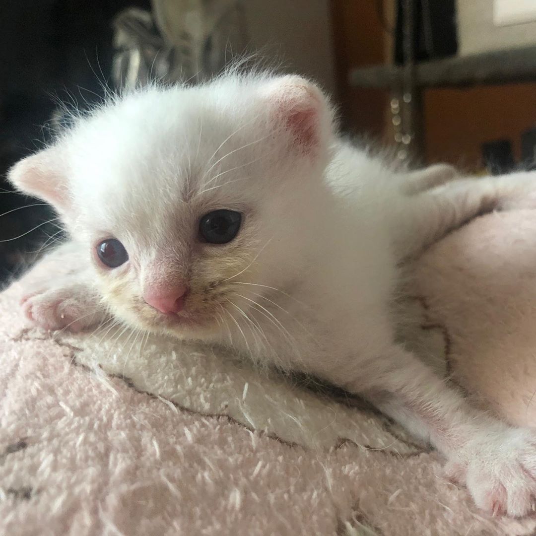 When Do Newborn Kittens Open Their Eyes