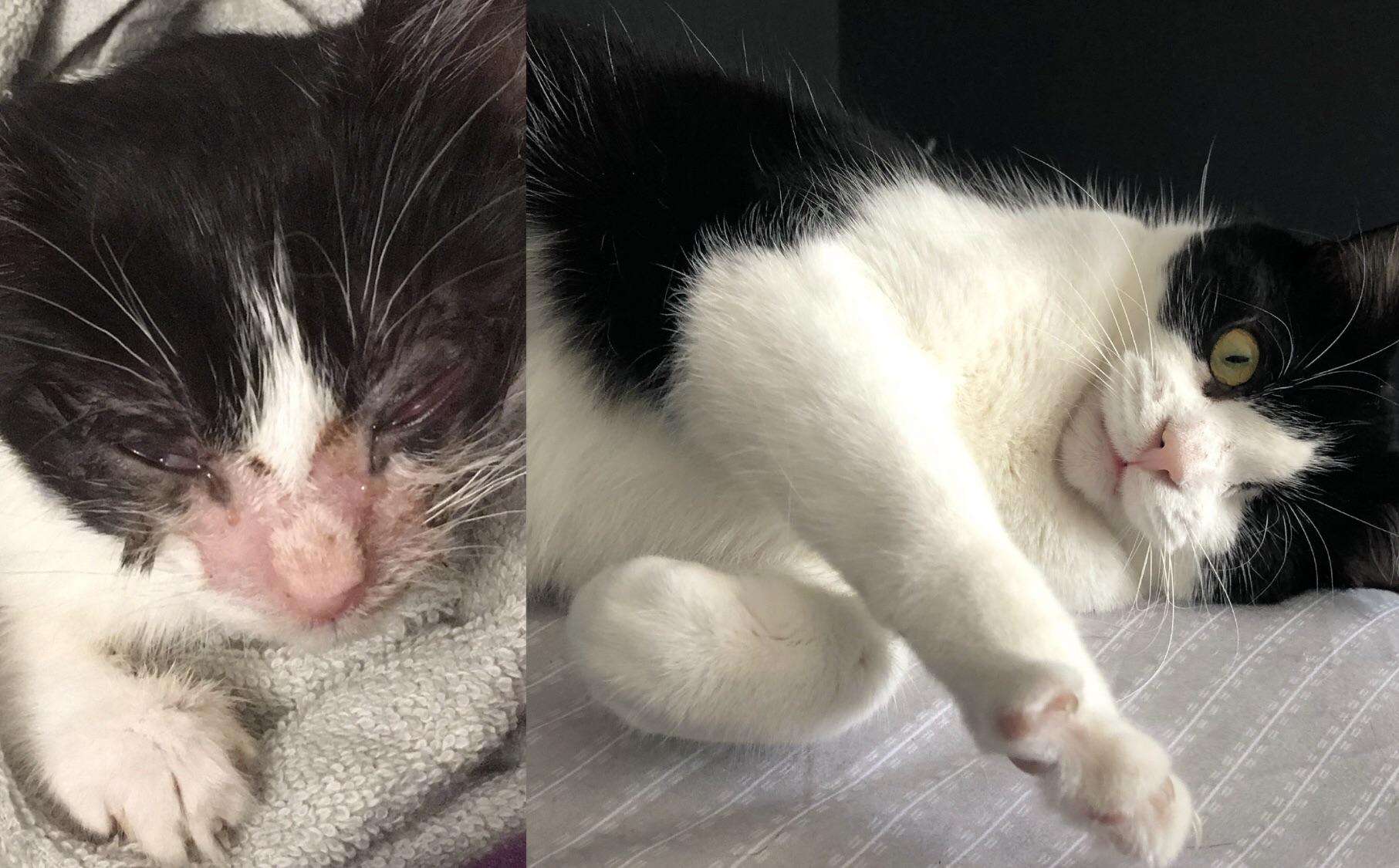 When I found Munchie as a very sick kitten, the vet gave ...