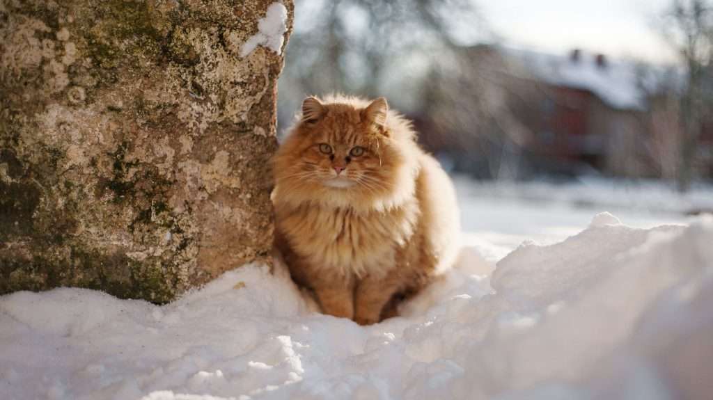 When Is It Too Cold for Cats to Go Outside?