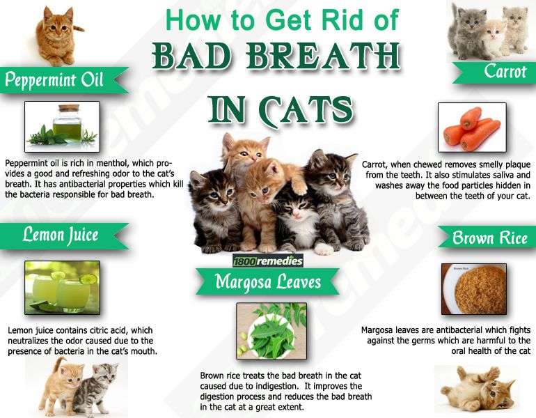 When remain untreated for long time bad breath in cats can ...