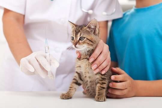 When Should a Cat Get Feline Distemper Vaccination ...