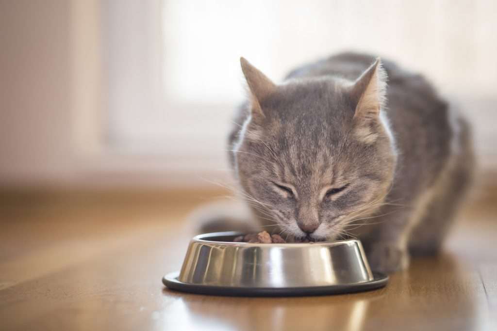 When to Switch from Kitten Food to Cat Food