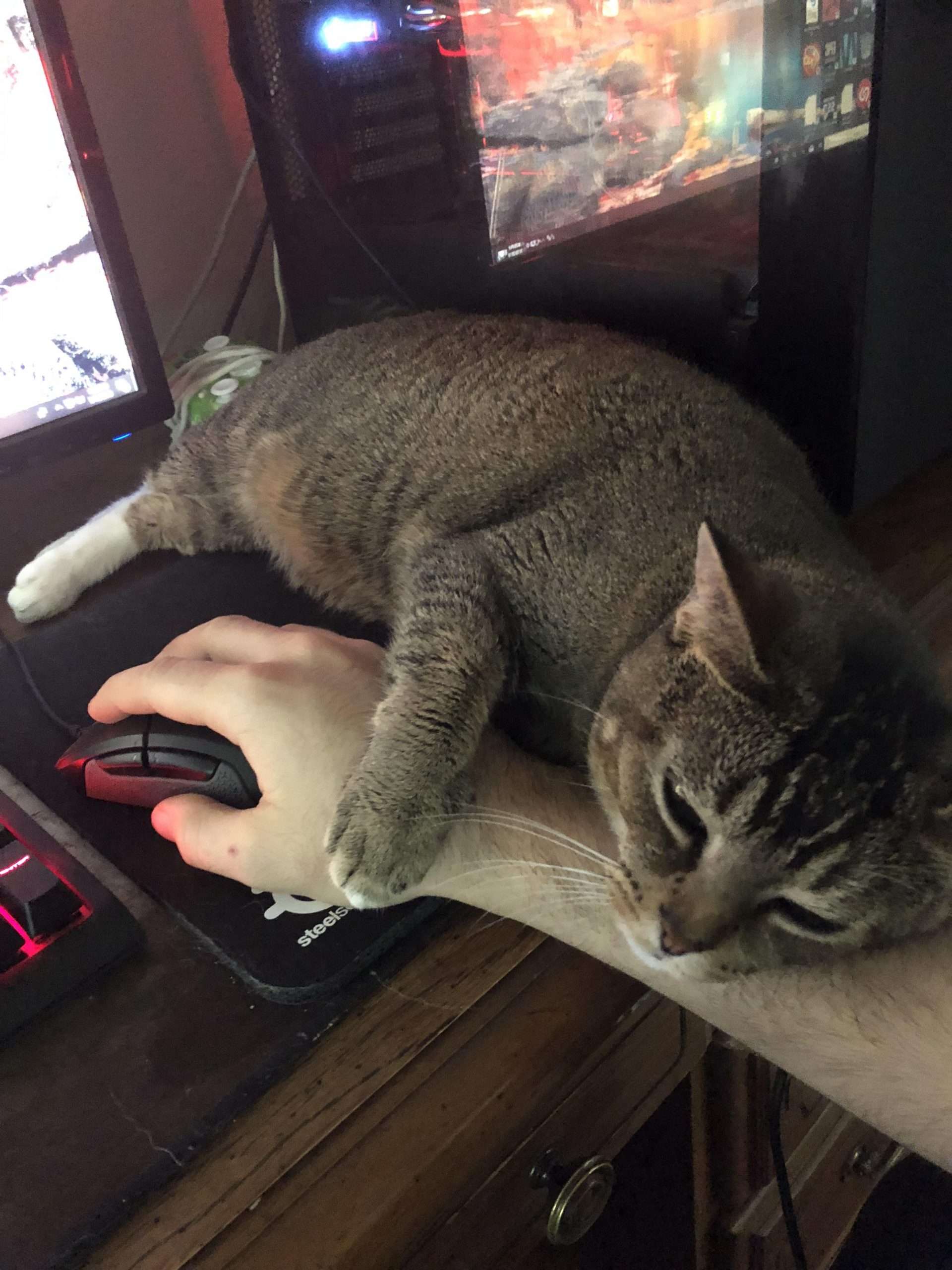 When your cat tells you its time for a break : aww