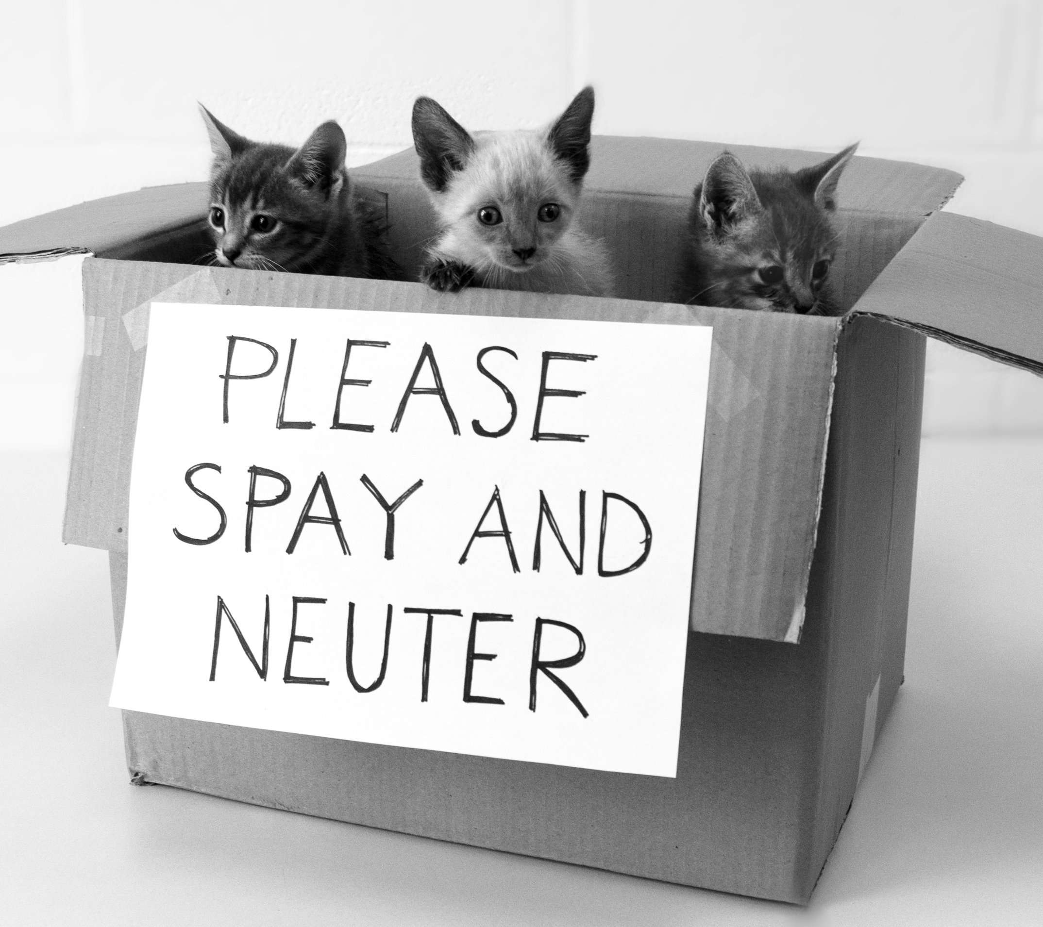can-i-get-my-cat-neutered-for-free-lovecatstalk