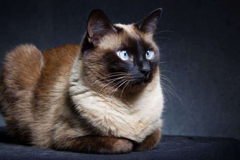 Where Do Siamese Cats Come From?