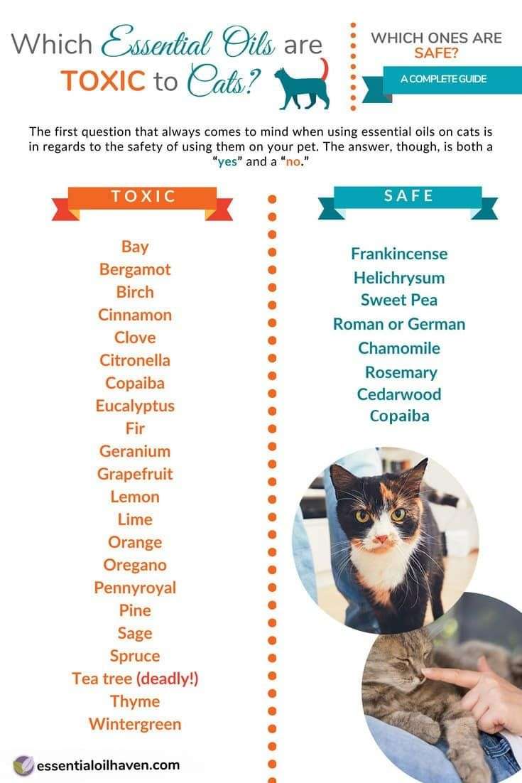 Which Essential Oils are Toxic to Cats? Which Ones Are ...