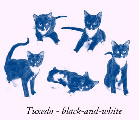 why-are-black-and-white-cats-unpopular-lovecatstalk