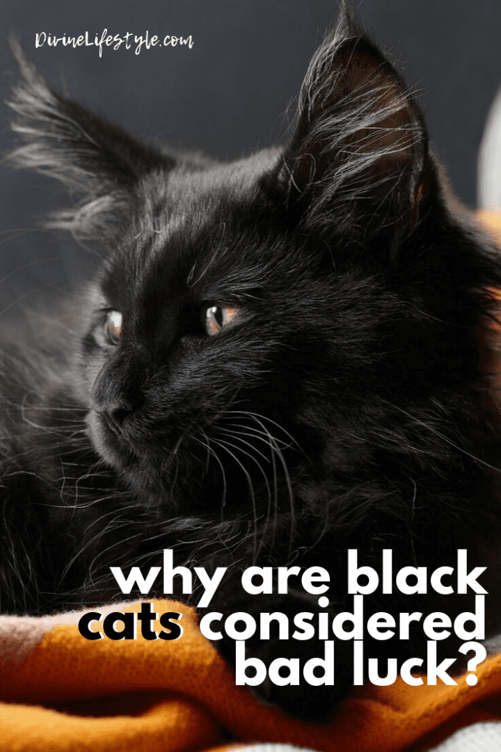 Why are black cats considered bad luck? Halloween Superstition