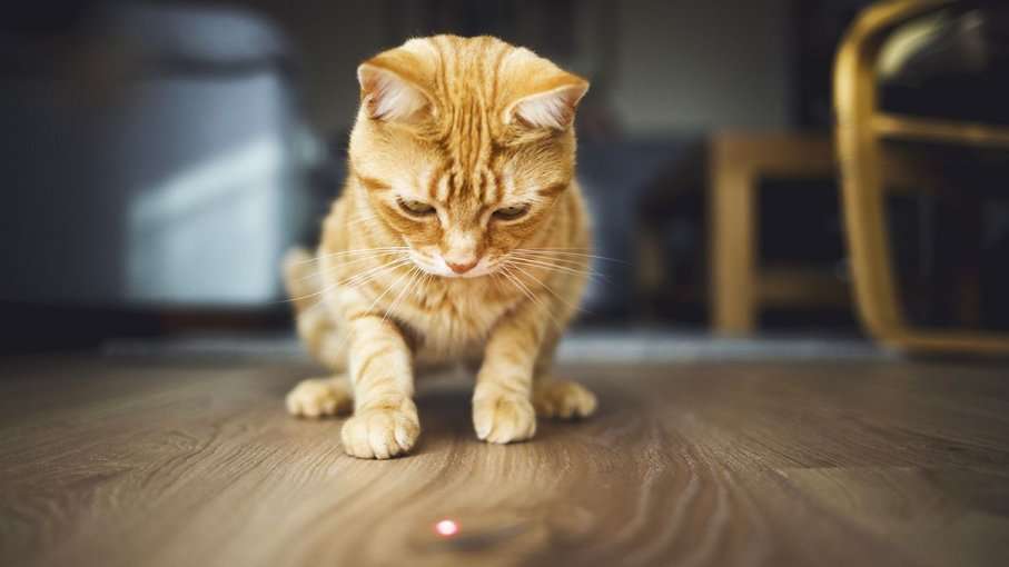 Why Are Cats So Obsessed With Laser Pointers?