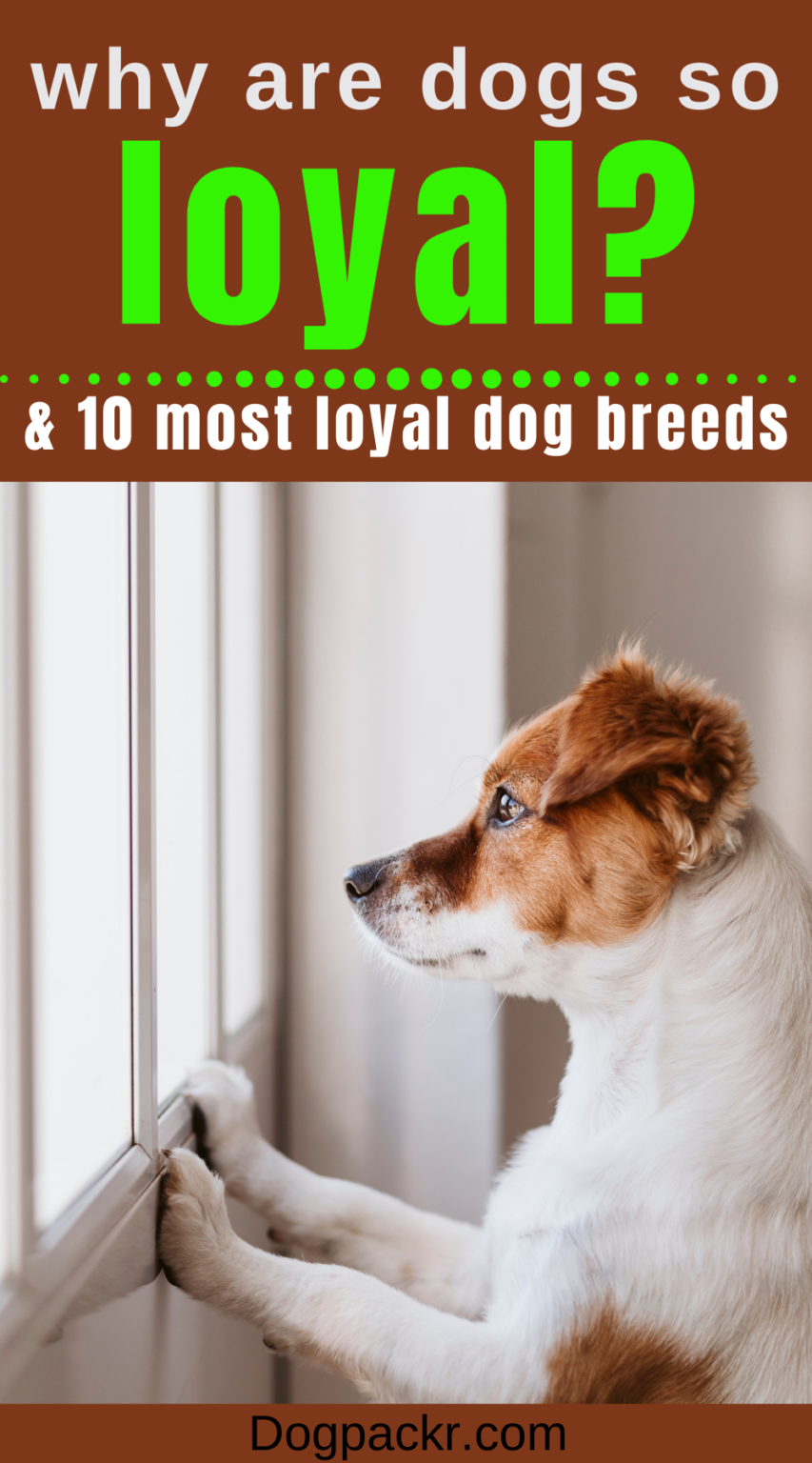 Why Are Dogs So Loyal?