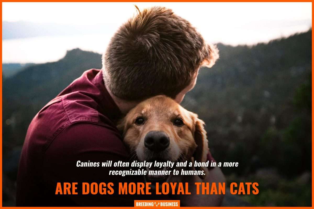 Why Are Dogs So Loyal  Top 8 Reasons Backed By Science &  FAQs