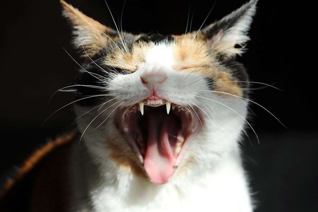 Why Cats Cough Up Hairballs