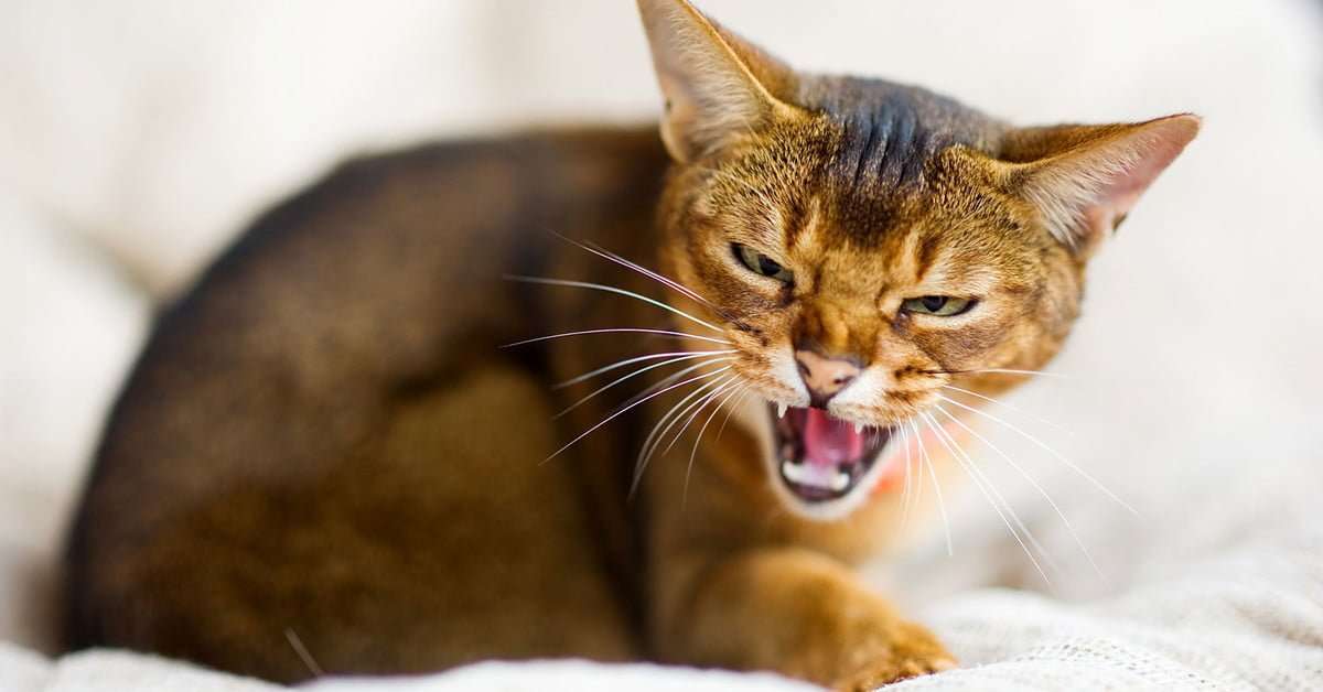 Why cats hiss, and how to react