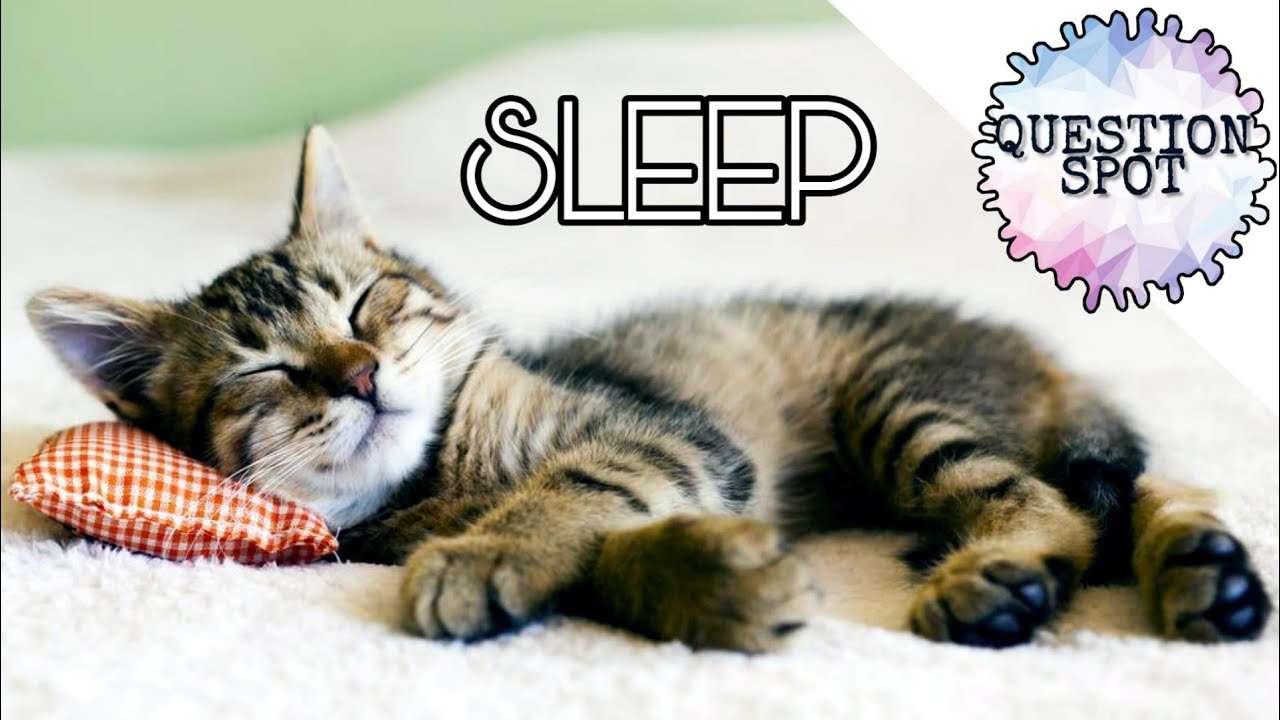 Why cats sleep so much?
