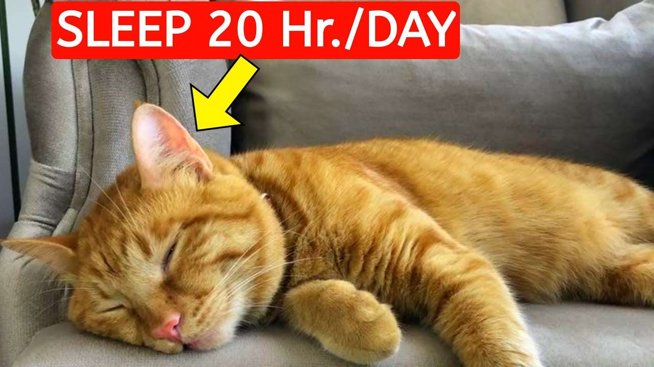 Why Do Cat Sleep So Much