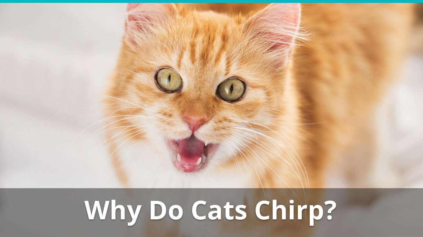 Why Do Cats Chirp? What Does It Mean When My Cat Is ...