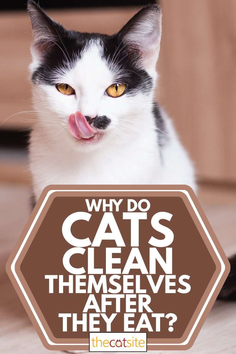 Why Do Cats Clean Themselves After They Eat?  TheCatSite ...