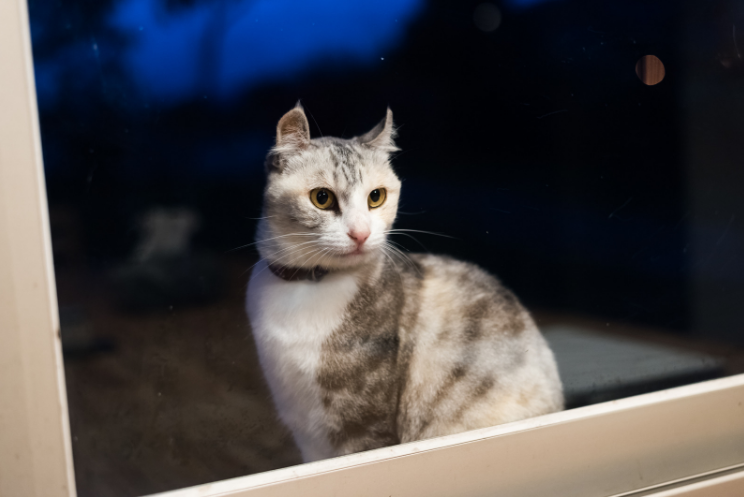 Why do cats cry at night?  Pet food reviews, guides and ...