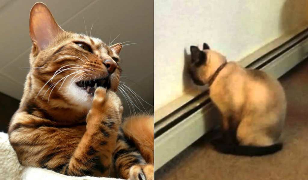 Why do cats do that? Weird cat behaviors explained ...