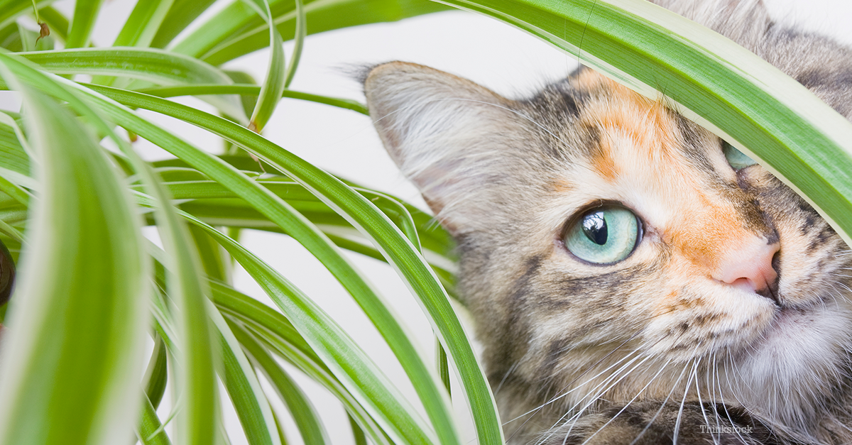 Why Do Cats Eat Plants, and Should I Be Worried?