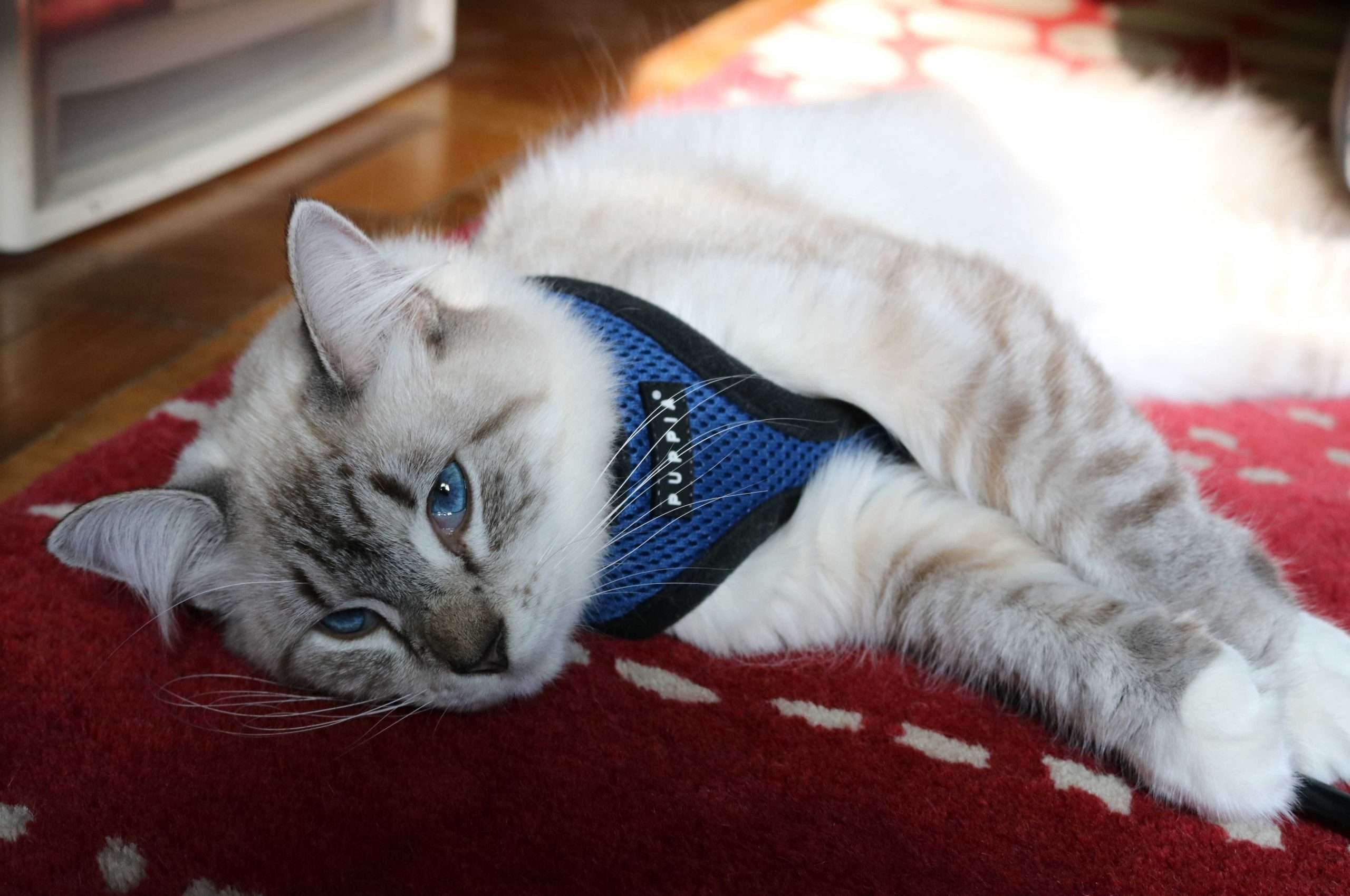 Why Do Cats Flop Over When You Put A Harness On Them