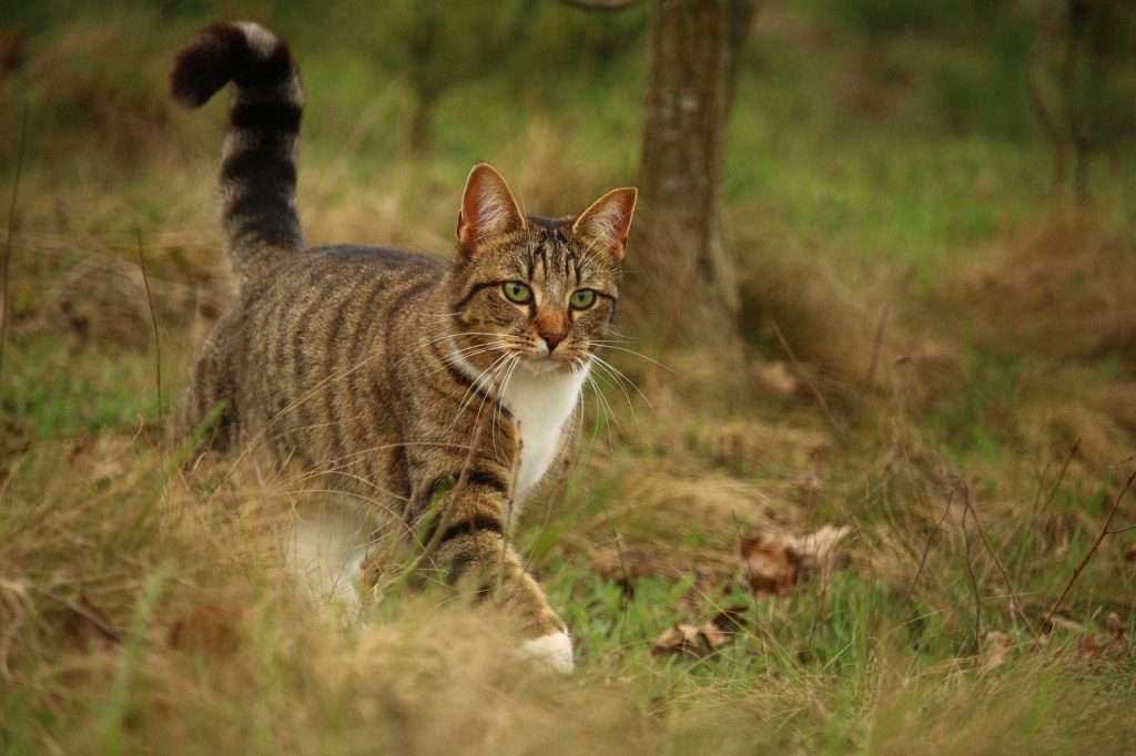 Why Do Cats Go Missing For Days?