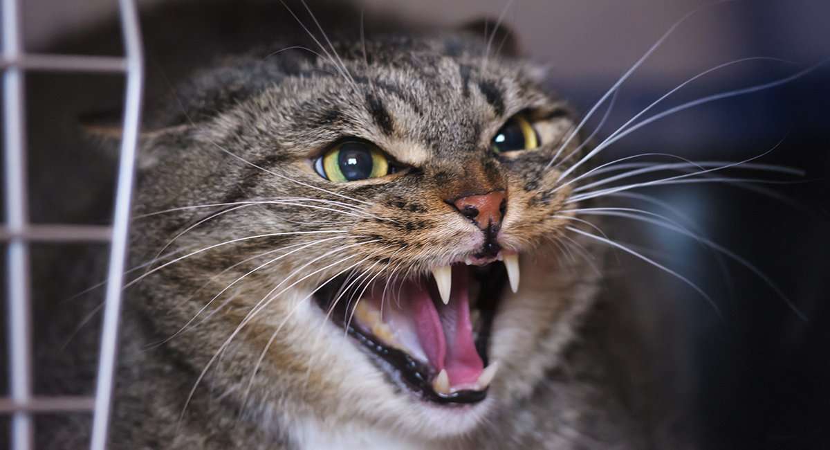 Why Do Cats Hiss: A Complete Guide to Cat Hissing