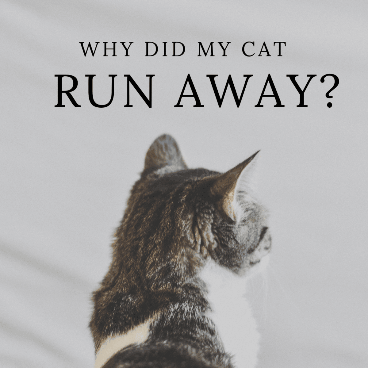 Why Do Cats Leave Home or Run Away and Not Come Back?