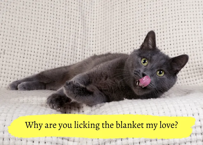 Why Do Cats Lick Everything? ( Odd Behavior Explained )