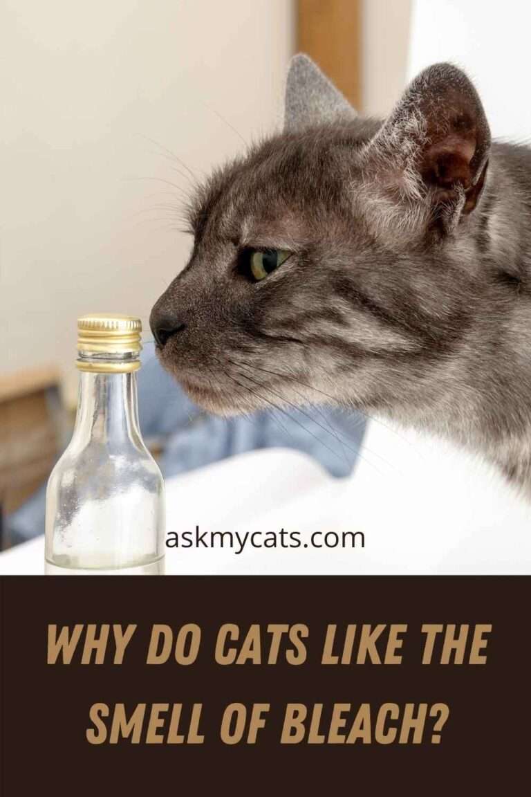Why Do Cats Like Bleach? What Attracts Them?