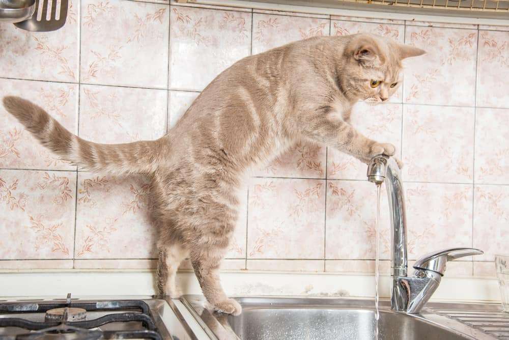 Why Do Cats Like Moving Water?