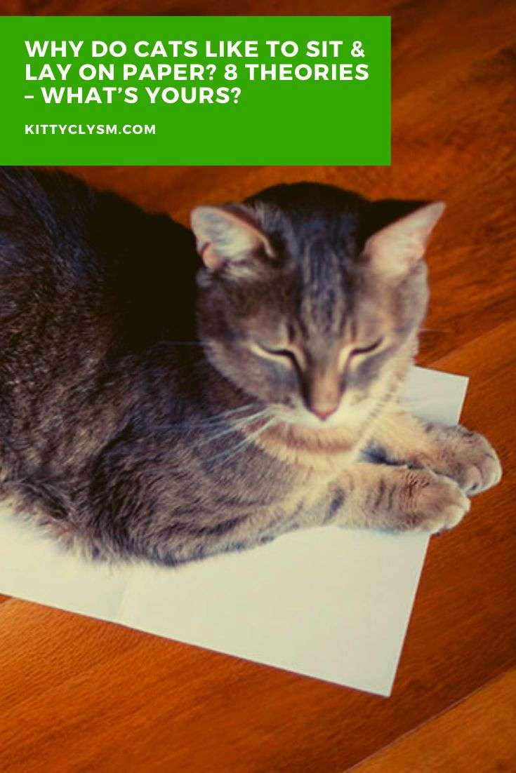 Why Do Cats Like to Sit & Lay on Paper? 8 Theories
