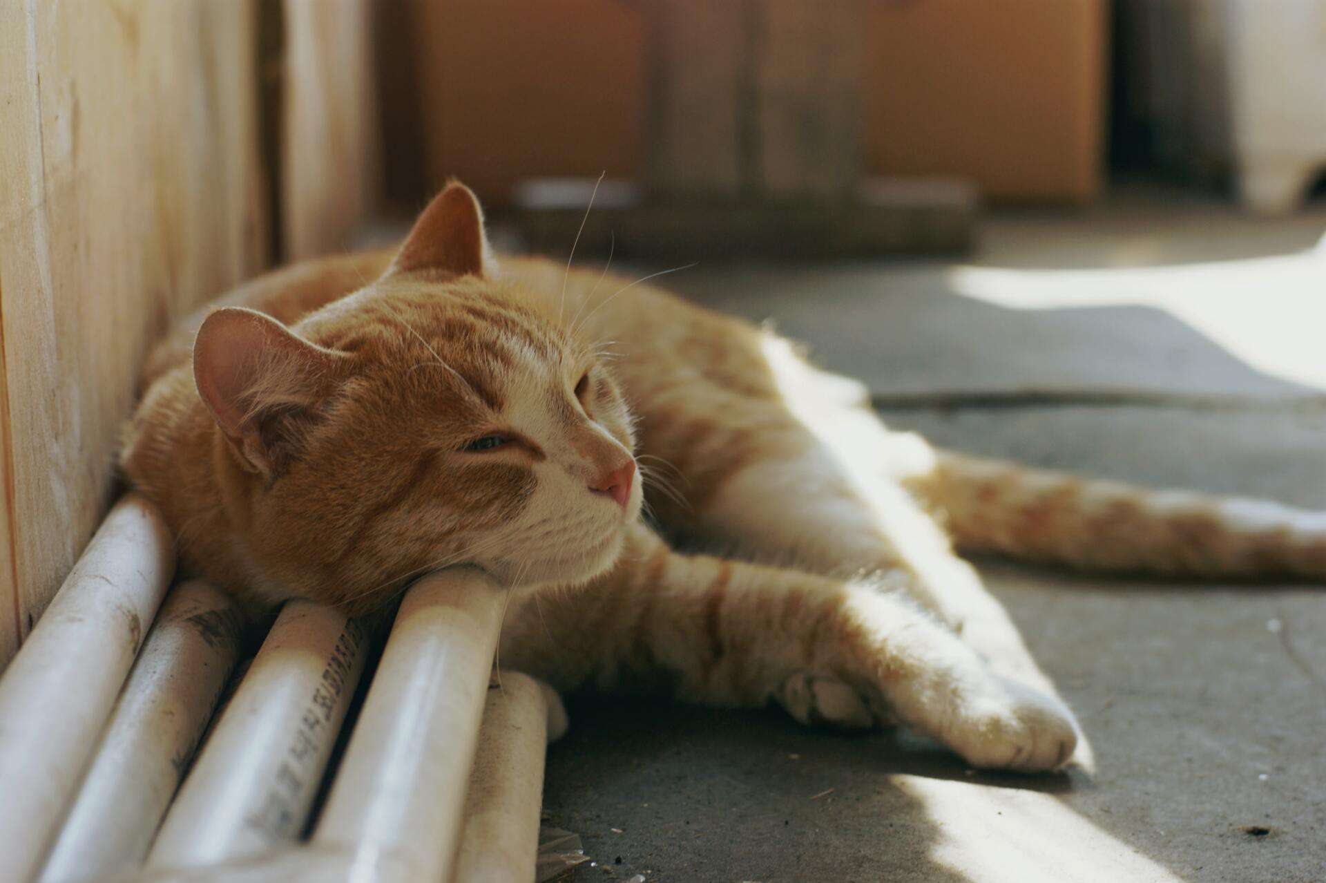 Why Do Cats Like to Sleep So Much?