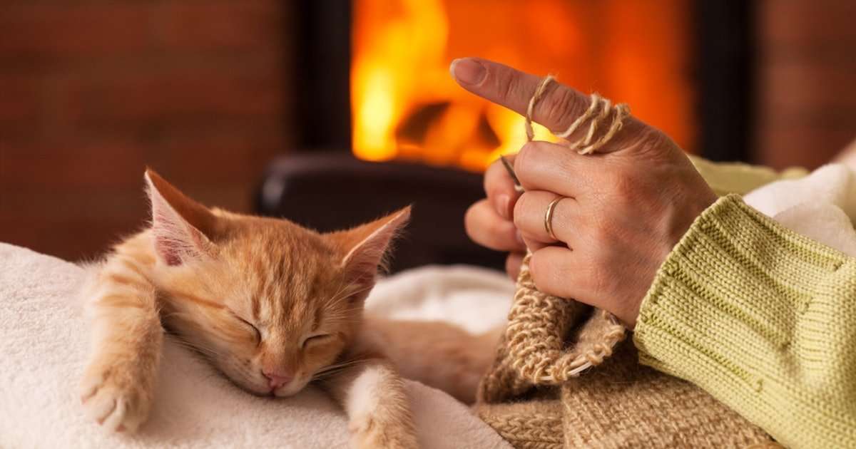 Why Do Cats Love To Sleep Between Your Legs? It