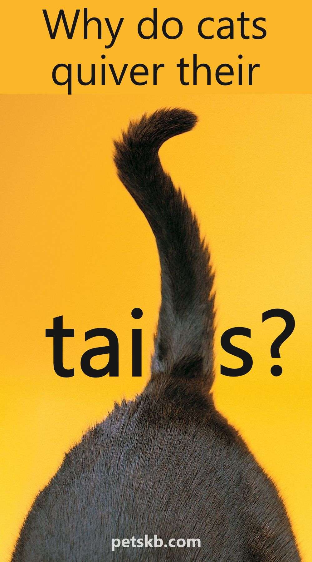 Why Do Cats Quiver Their Tails? in 2021