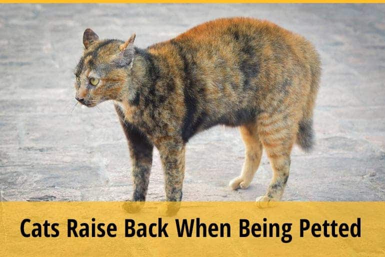 Why Do Cats Raise Their Backs When You Pet Them?