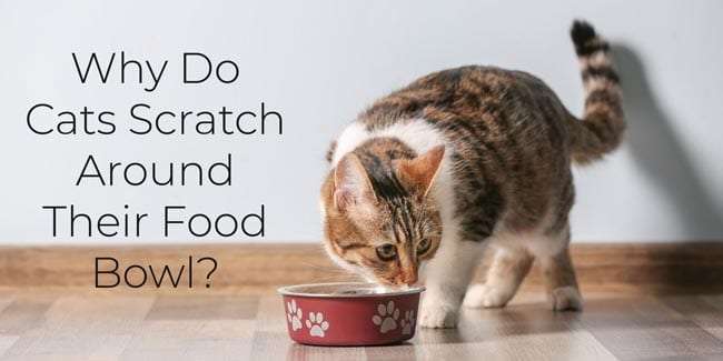 Why Do Cats Scratch Around Their Food Bowl?