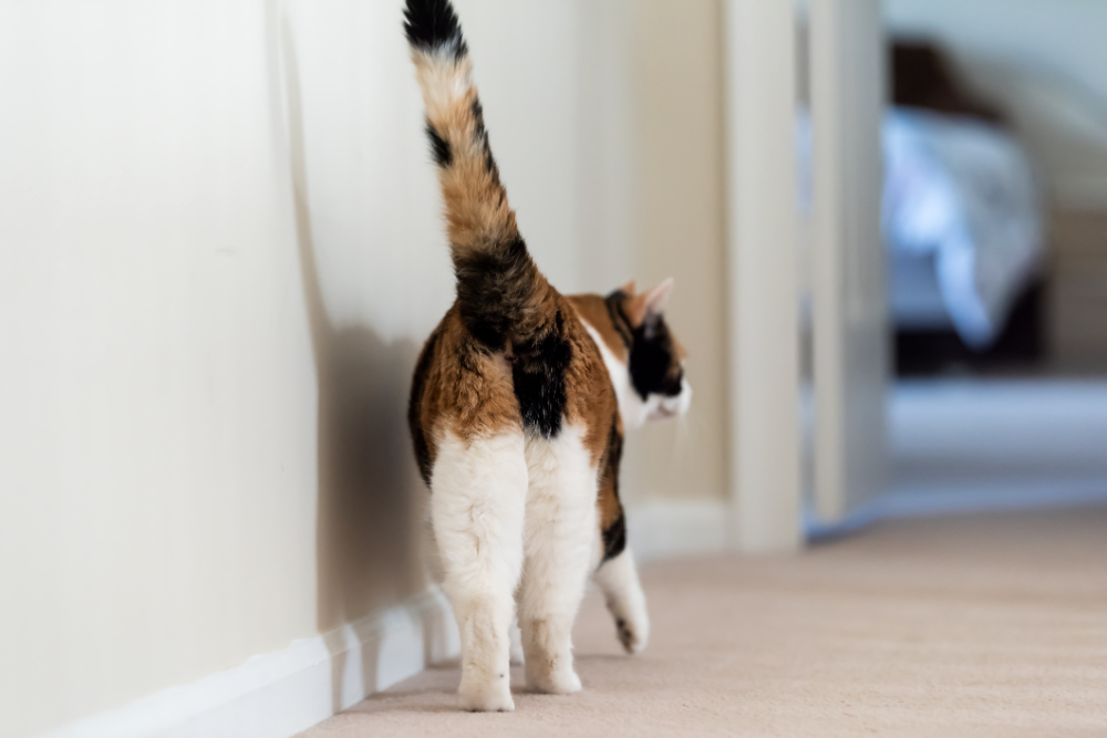 Why Do Cats Show You Their Butts? A Scientist Explains in ...