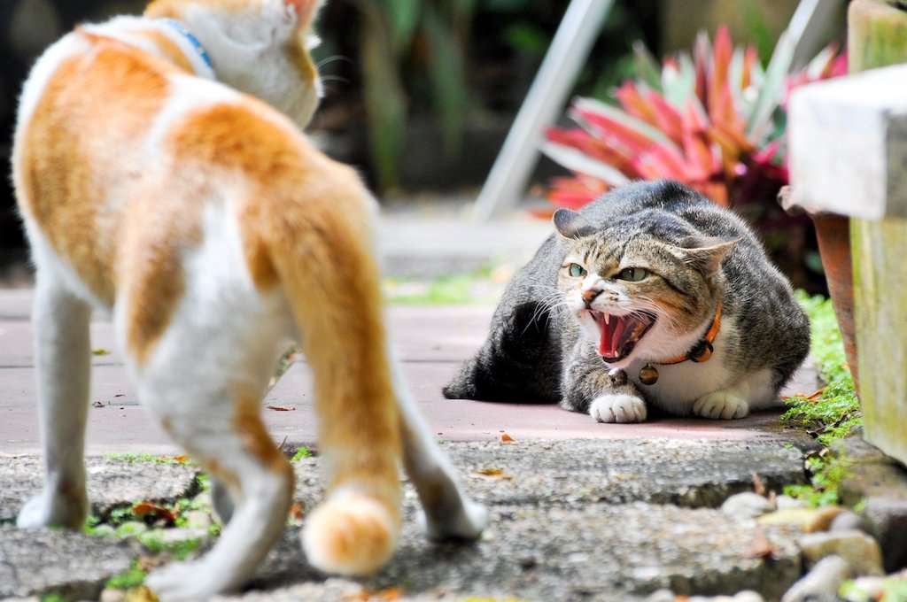 Why Do Cats Suddenly Attack Their Owners?