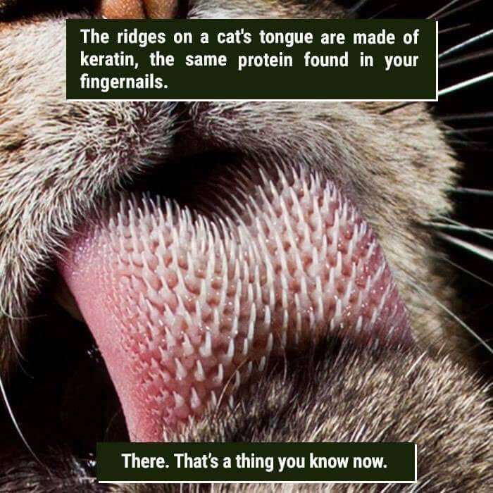 Why Do Cats Tongues Feel Like Sandpaper