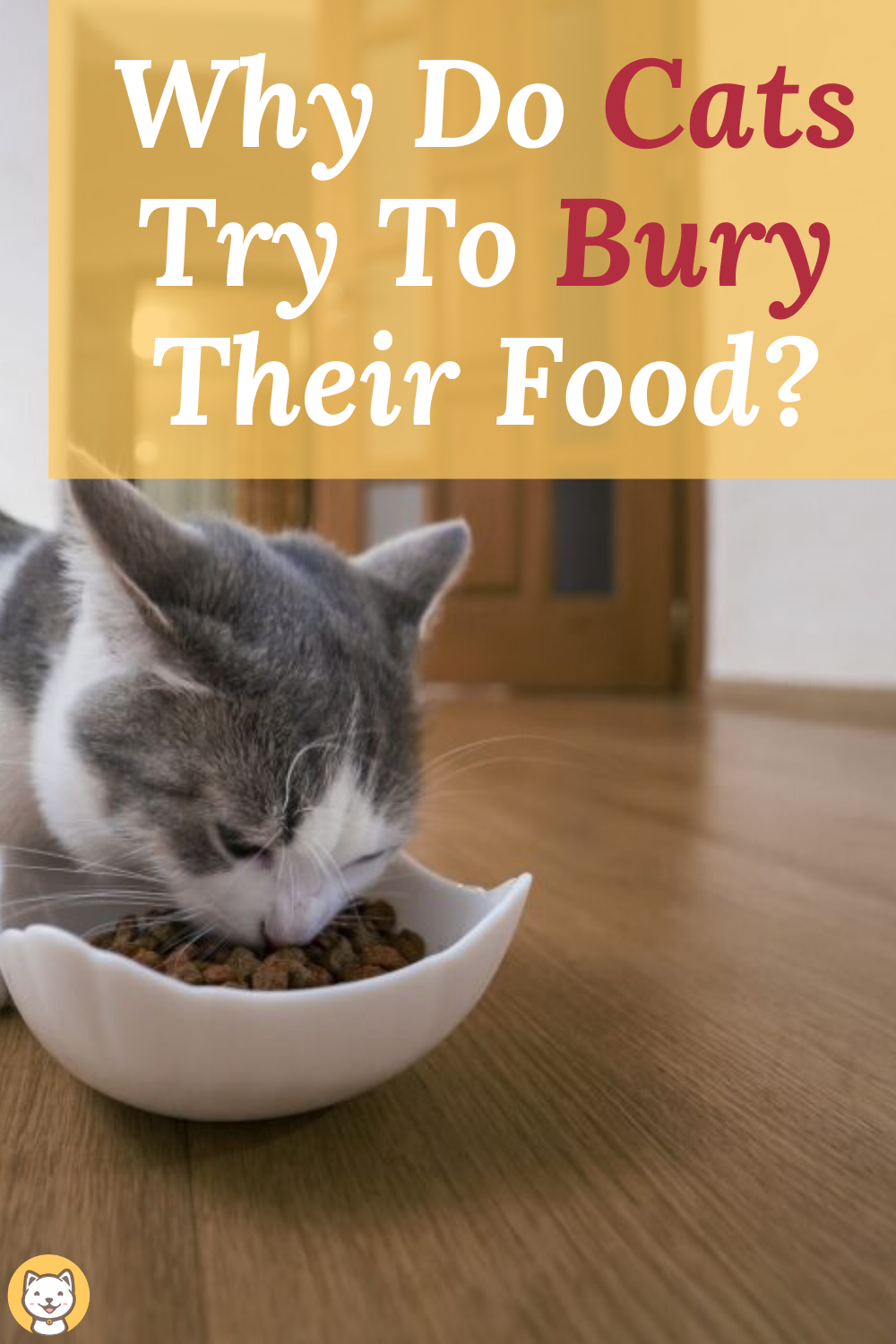 Why Do Cats Try To Bury Their Food?
