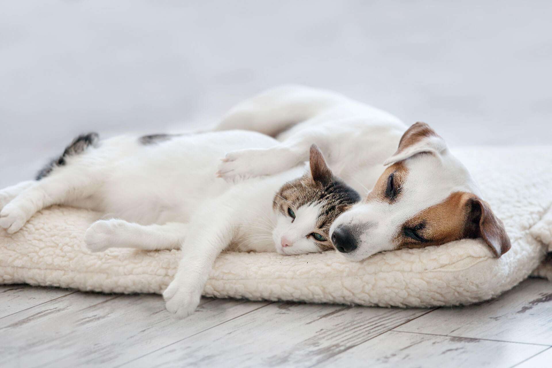 Why do dogs and cats not get along?