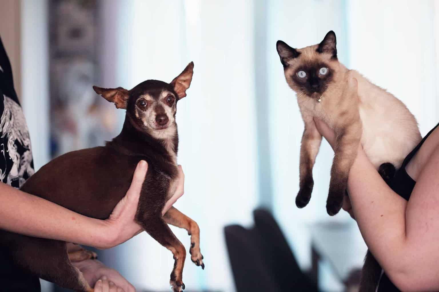 Why Do Siamese Cats Have Crossed Eyes? Here
