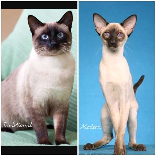 Why do some Siamese cats look cross